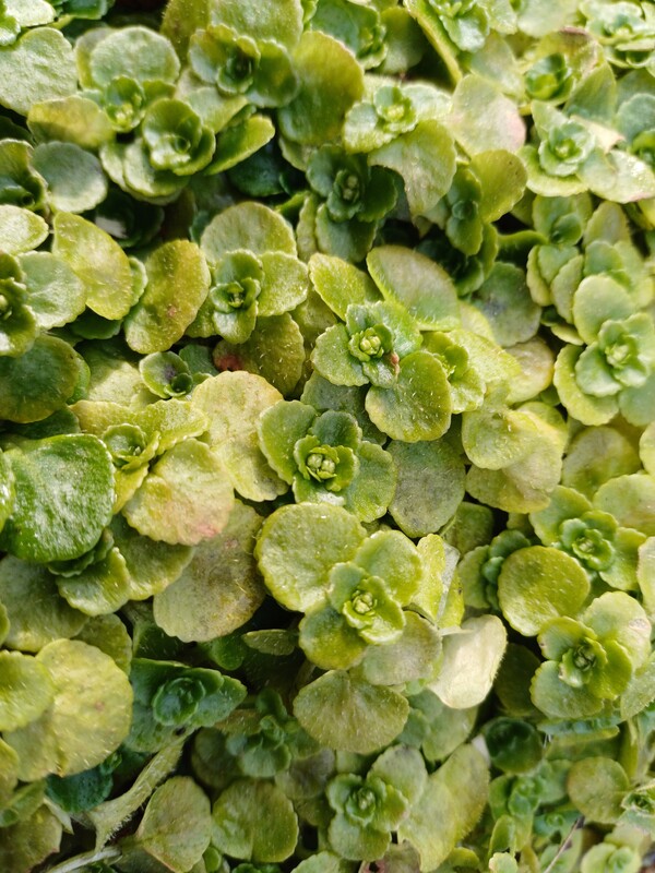 Paarbladig goudveil - Chrysosplenium oppositifolium : Plant in P9 pot