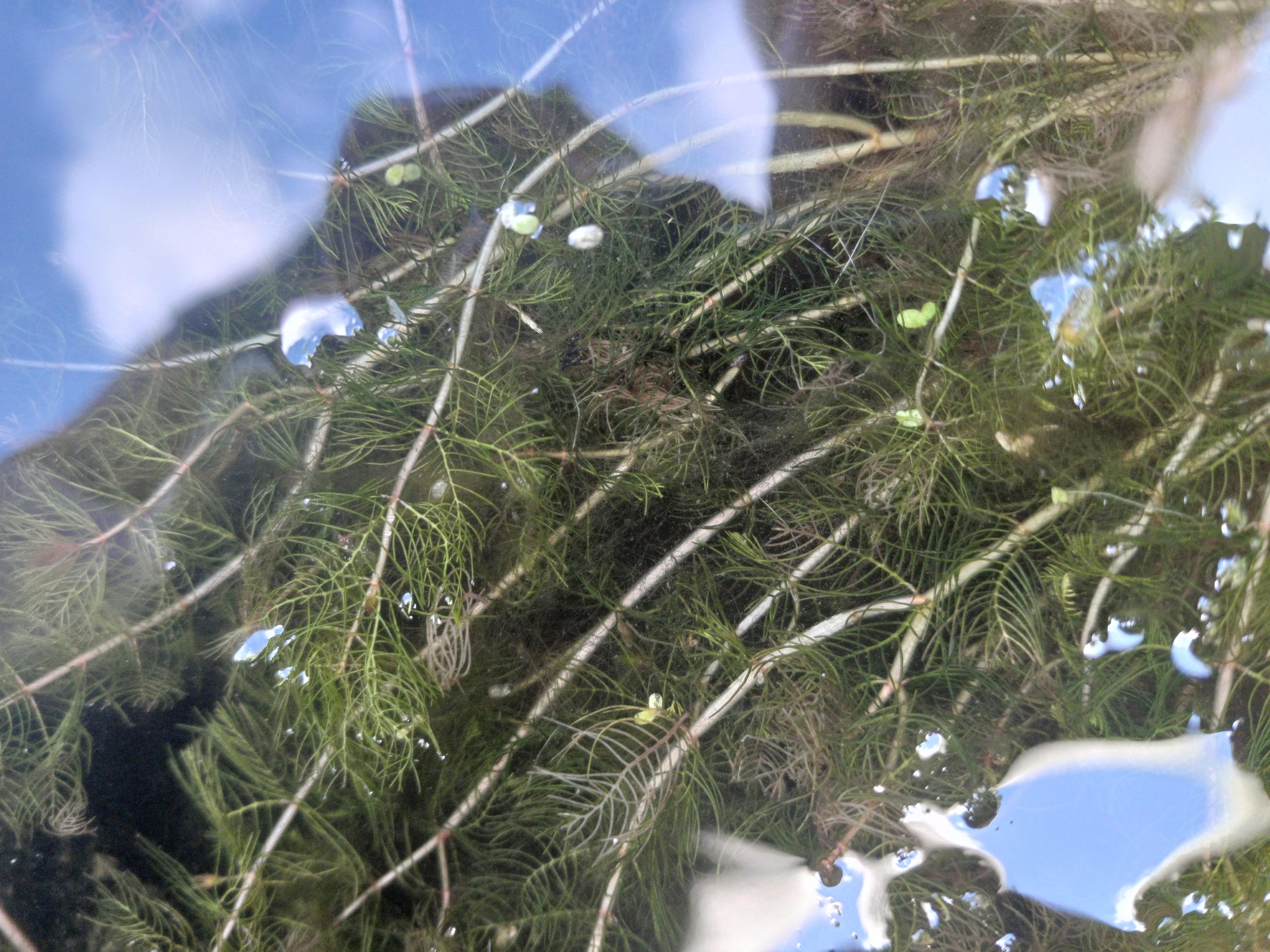 Aarvederkruid - Myriophyllum spicatum : Plant in P9 pot