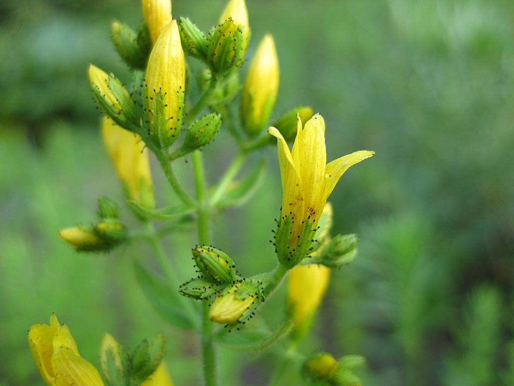 Ruig hertshooi - Hypericum hirsutum : Losse grammen