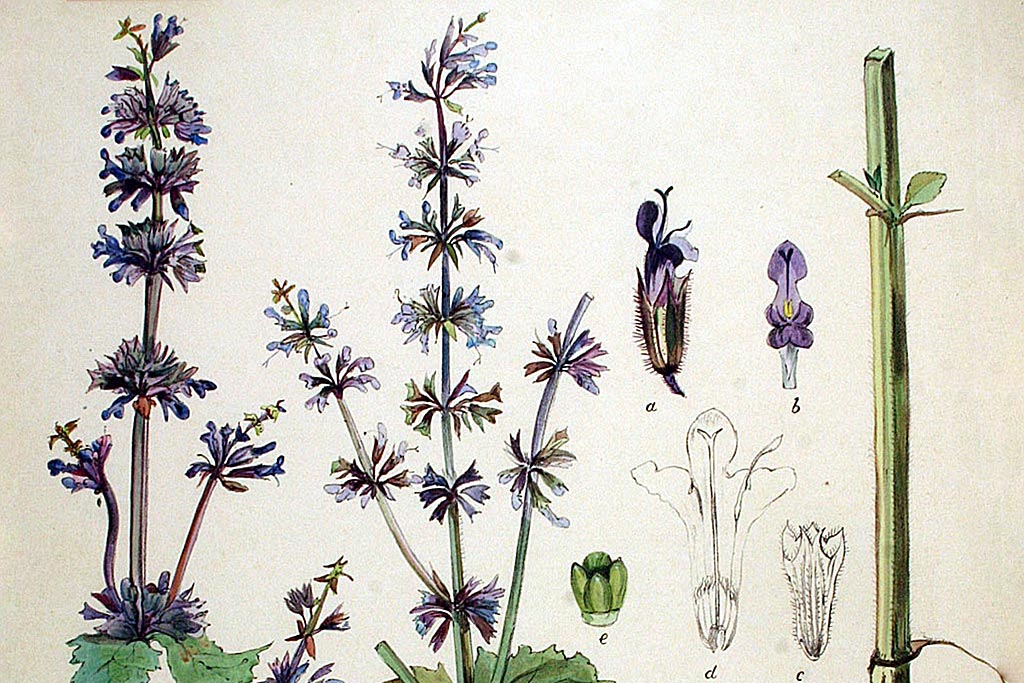Kranssalie - Salvia verticillata : Plant in P9 pot