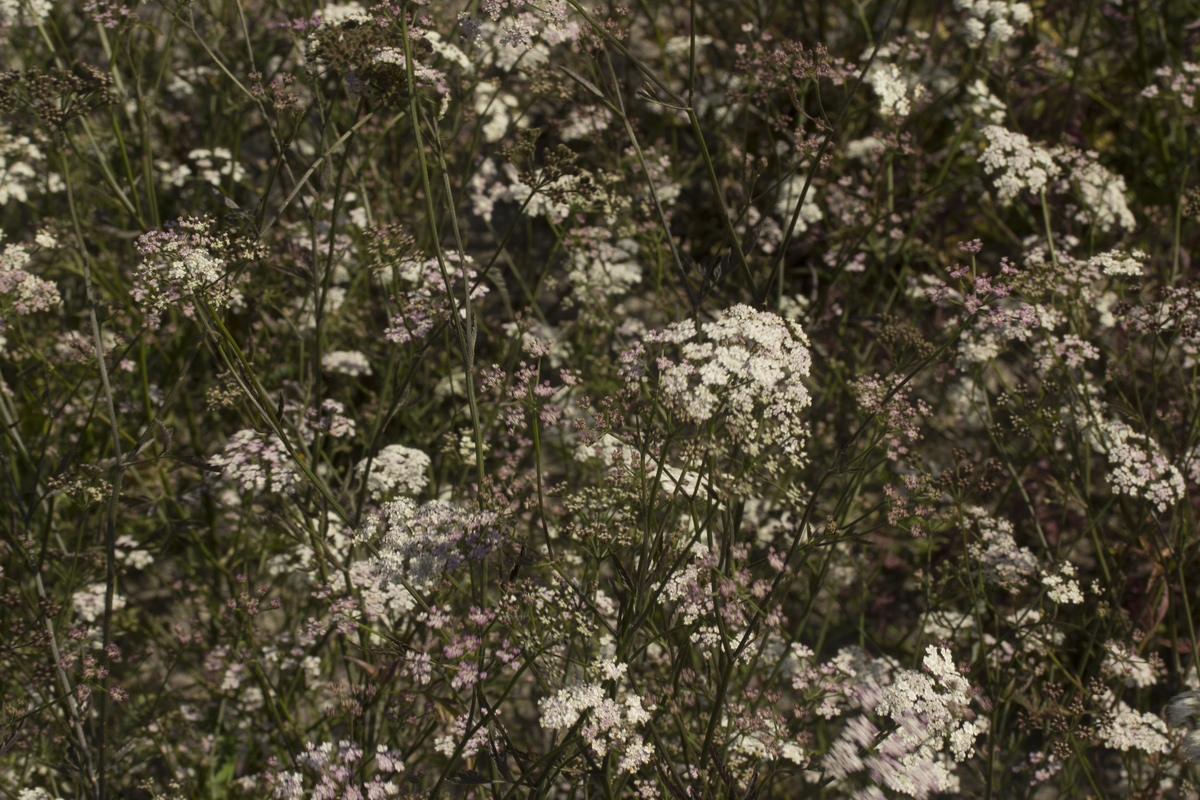 Heggendoornzaad - Torilis japonica : Plant in P9 pot