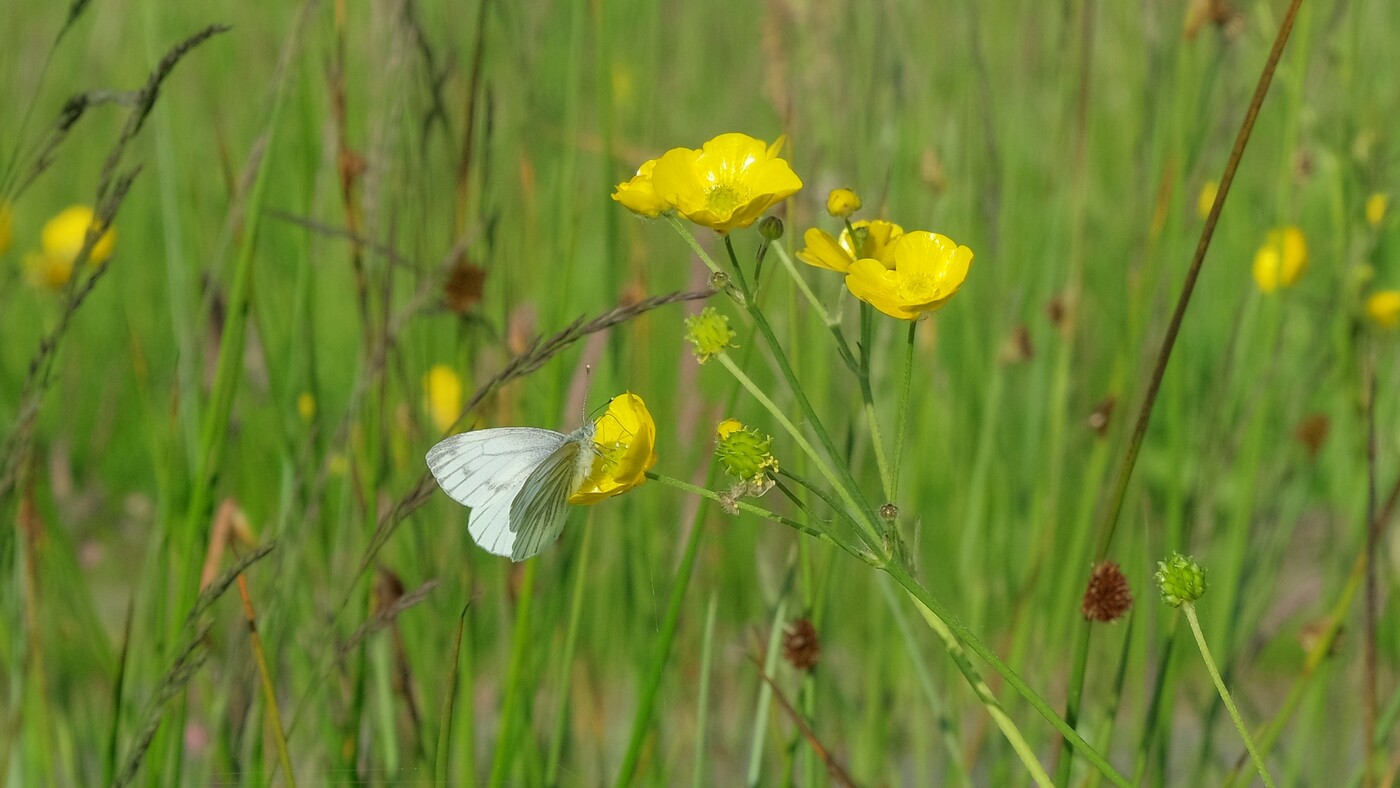 FB1 Bestuivers in de (fruit)boomgaard : Losse grammen