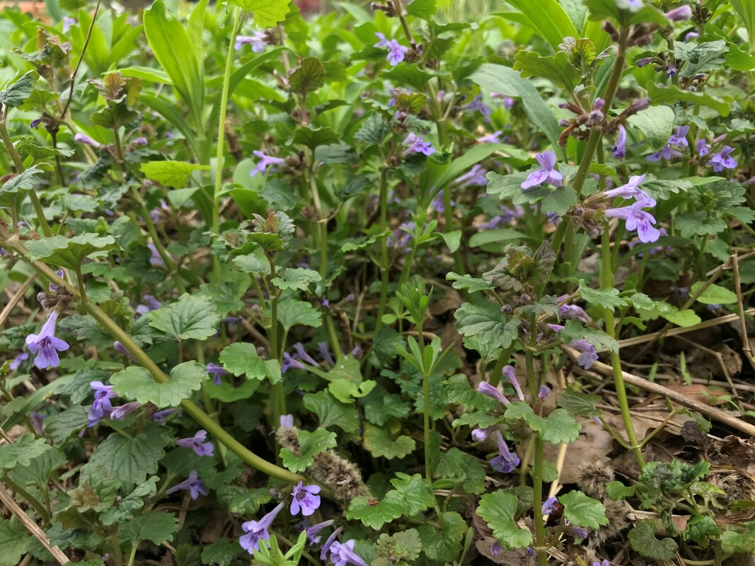 Hondsdraf - Glechoma hederacea : Plant in P9 pot