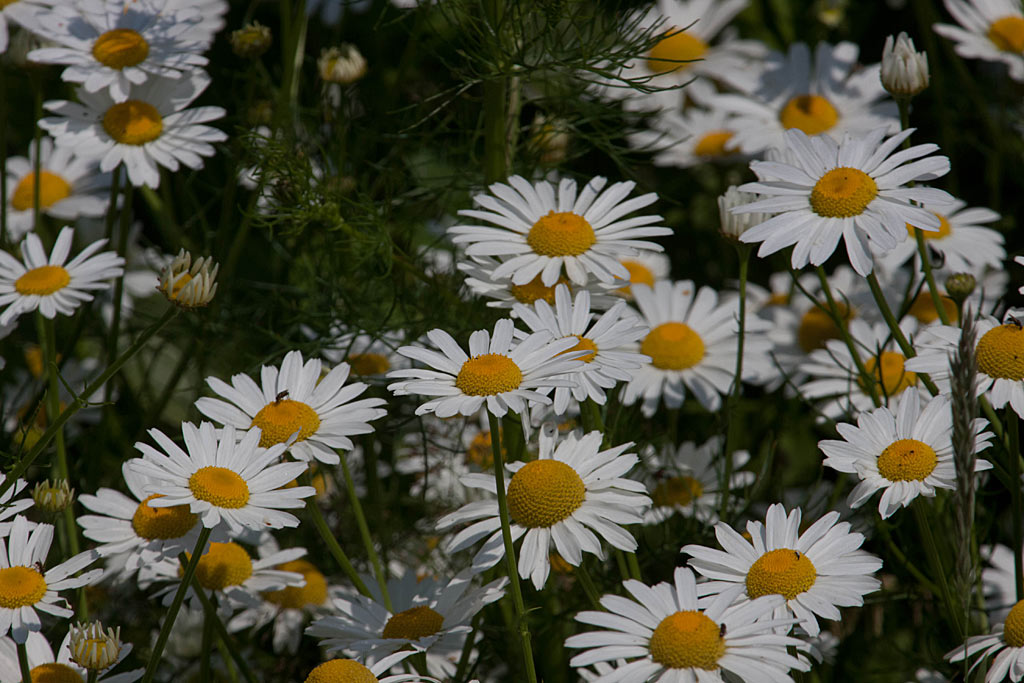 Reukeloze kamille - Tripleurospermum maritimum : Losse grammen