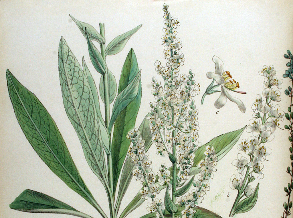 Melige toorts - Verbascum lychnitis : Plant in P9 pot