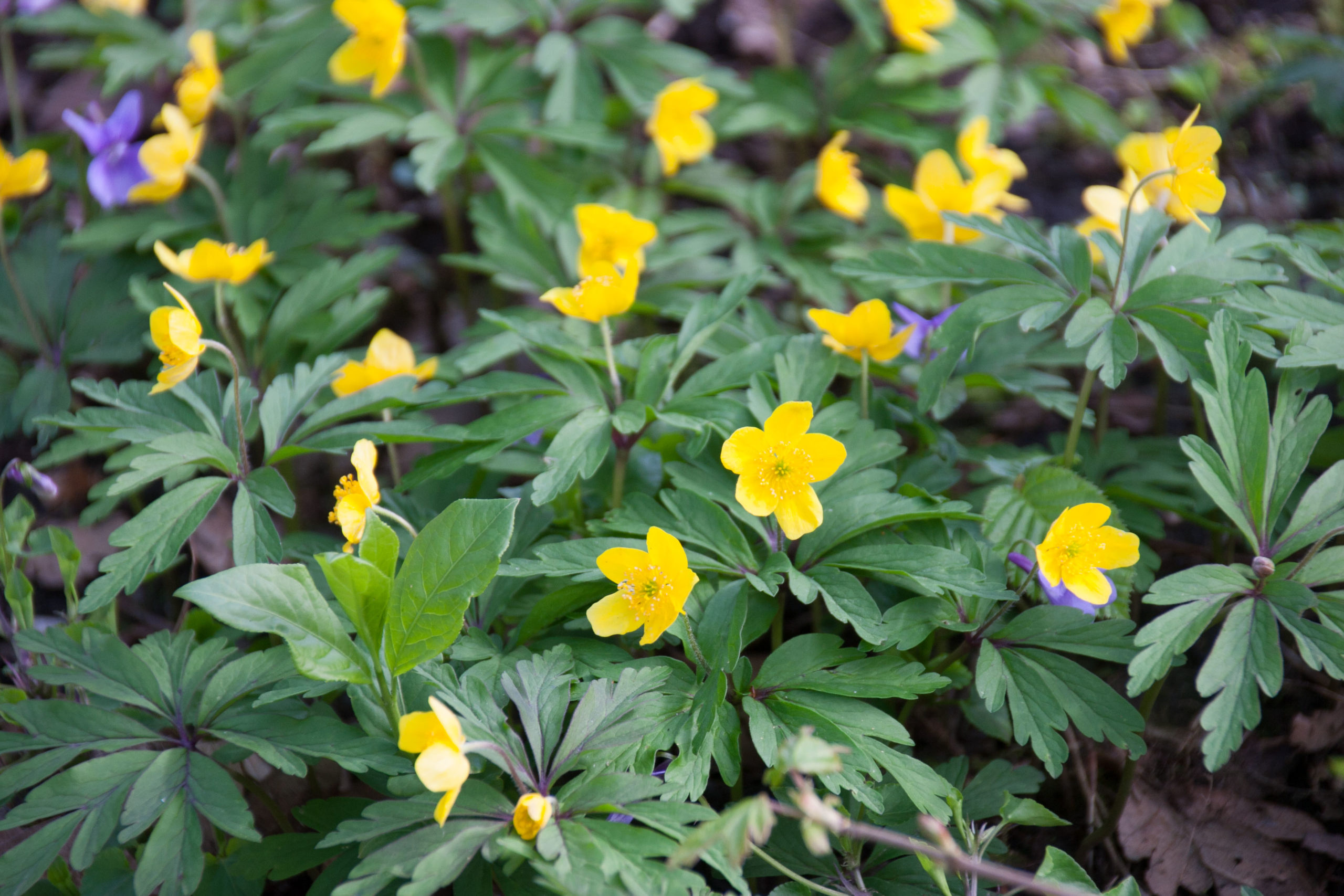 Gele anemoon - Anemone ranunculoides : Verpakking met 100 wortelstokken