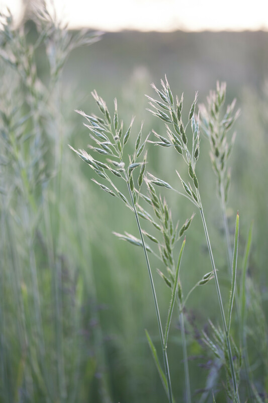 DBG-LG Dijken Basis Gras - lichte grond
