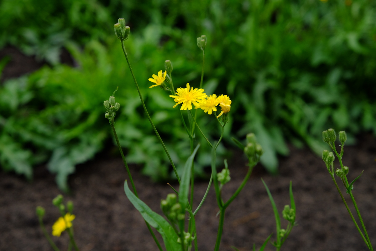 Klein streepzaad - Crepis capillaris : Losse grammen