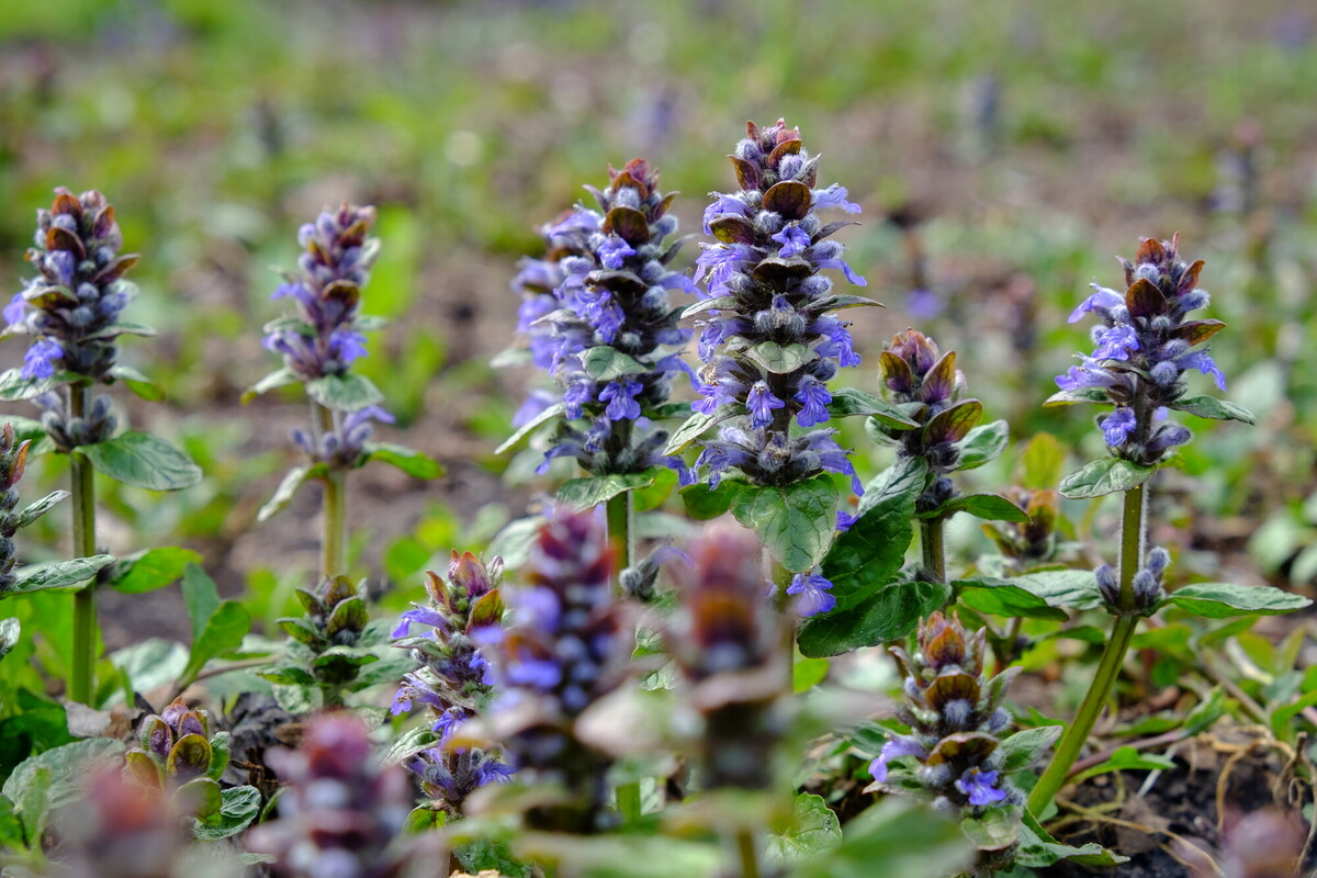 Kruipend zenegroen - Ajuga reptans : Losse grammen