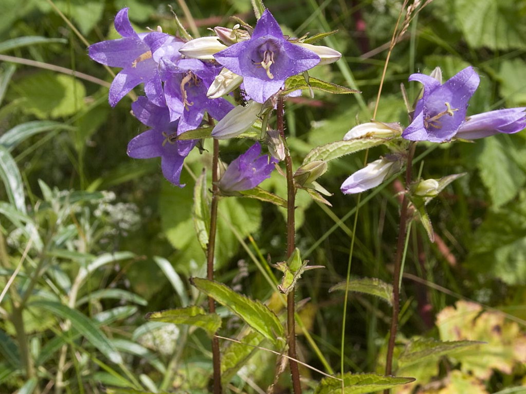 Ruig klokje - Campanula trachelium : Plant in P9 pot