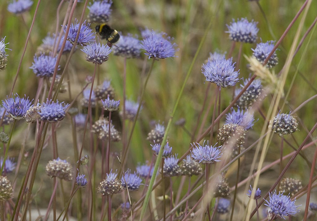 Zandblauwtje - Jasione montana : Plant in P9 pot