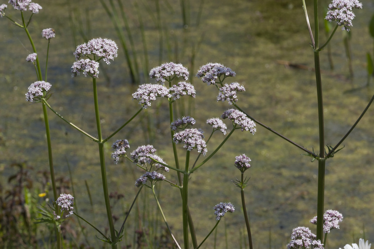 Tuiny Poel moeraszone, i.s.m. IVN natuureducatie