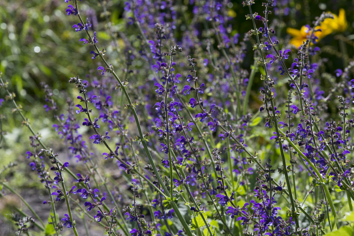 Veldsalie - Salvia pratensis : Plant in P9 pot