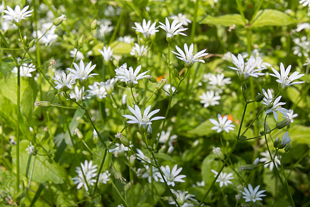 Bosmuur - Stellaria nemorum : Plant in P9 pot