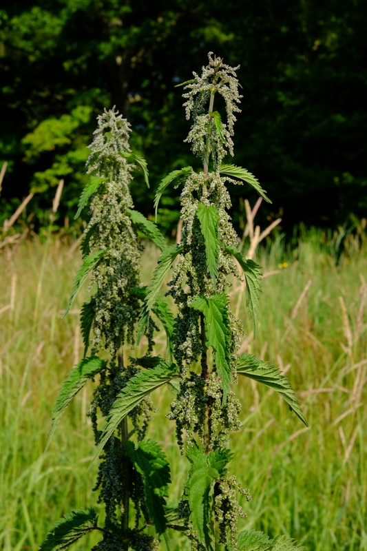 Grote brandnetel - Urtica dioica : Zakje Grote brandnetel - Urtica dioica : Zakje