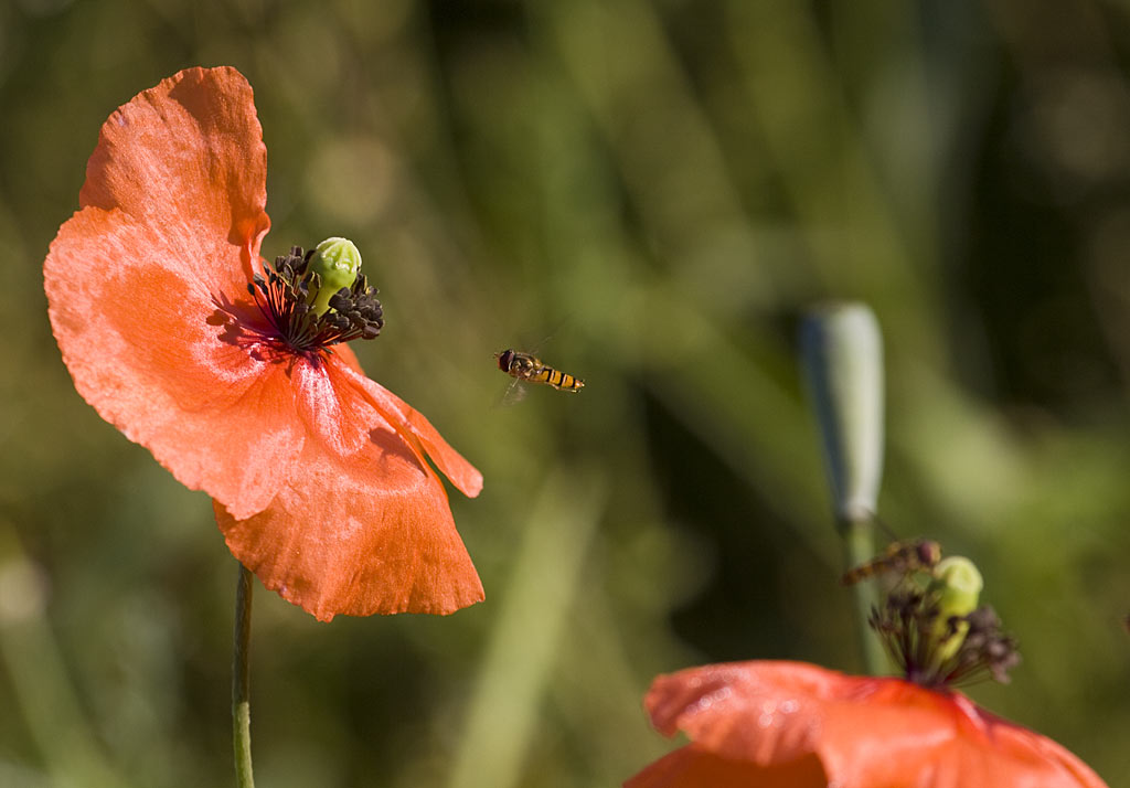 Bleke klaproos - Papaver dubium : Zakje