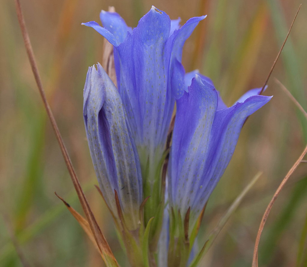 Klokjesgentiaan - Gentiana pneumonanthe : Losse grammen