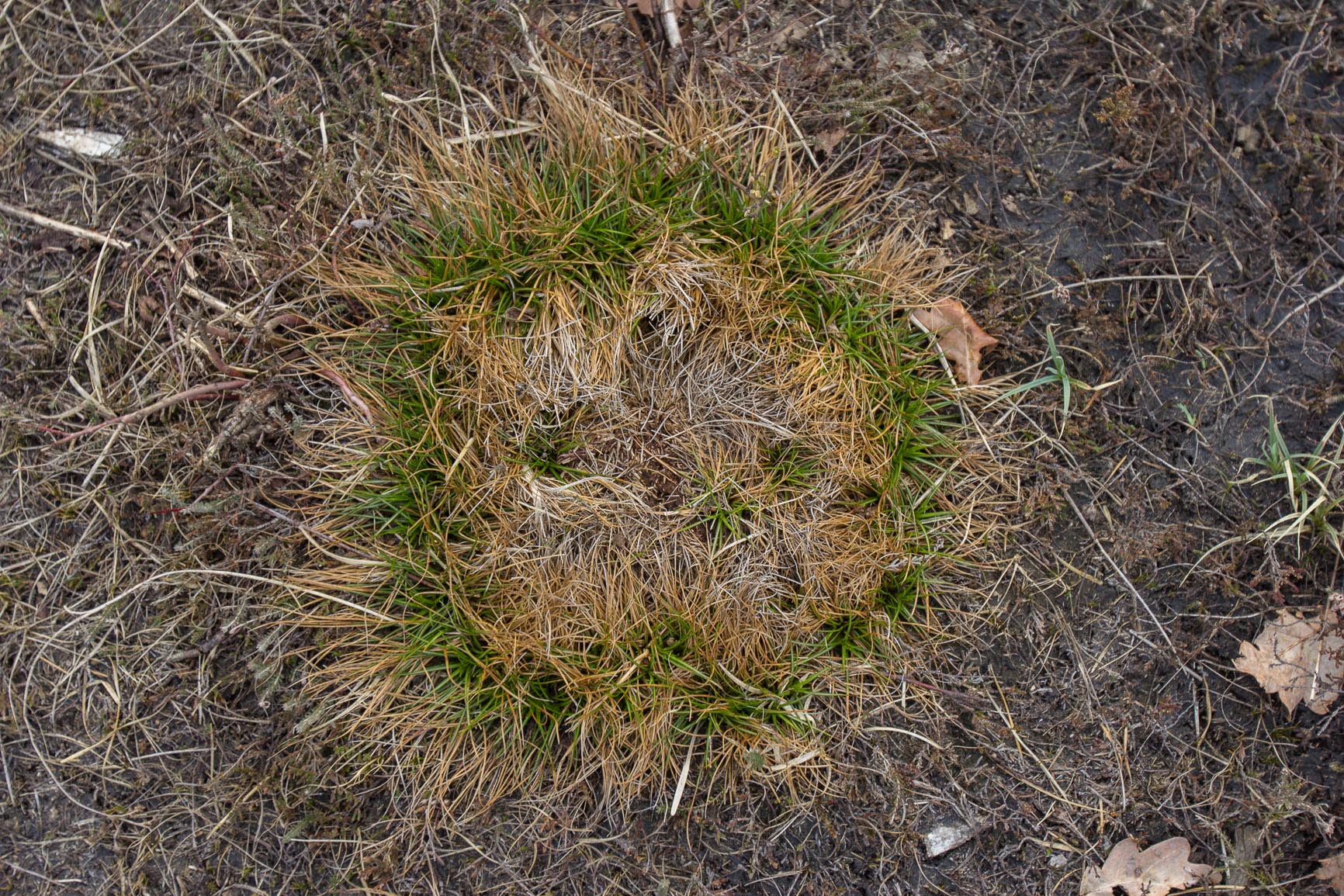 Trekrus - Juncus squarrosus : Losse grammen