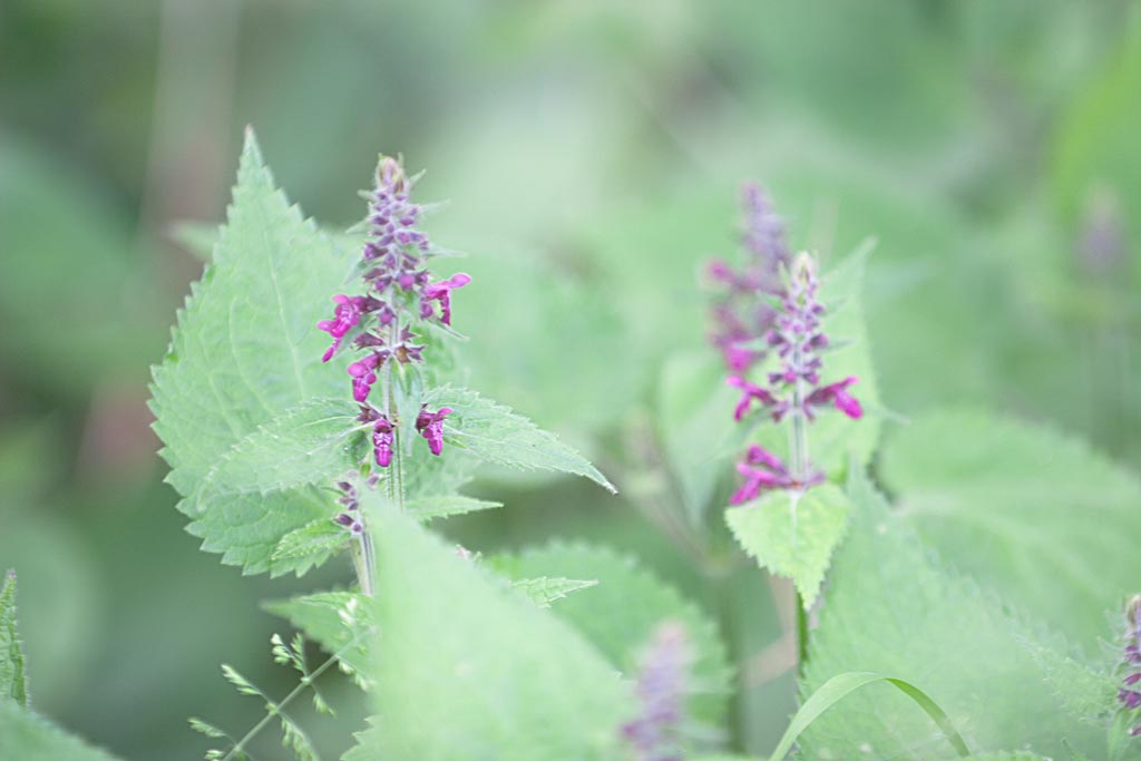 Bosandoorn - Stachys sylvatica : Losse grammen