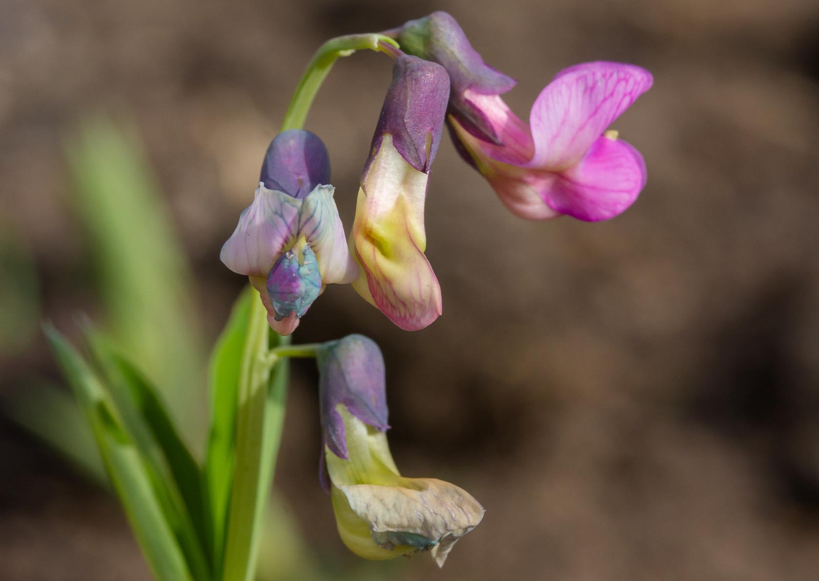 Knollathyrus - Lathyrus linifolius : Losse grammen