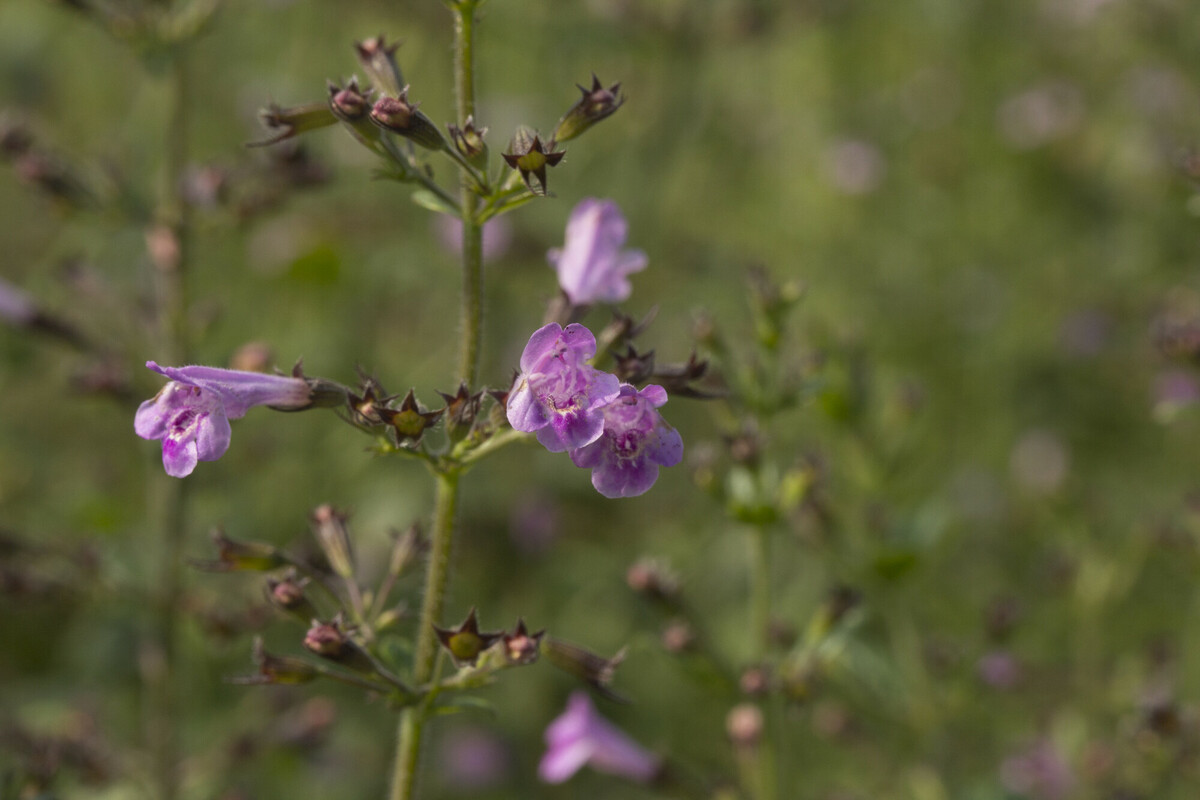 Bergsteentijm - Clinopodium menthifolium : Zakje