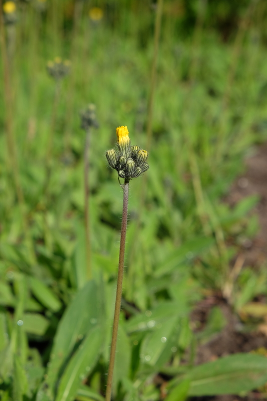 Weidehavikskruid - Pilosella caespitosa : Losse grammen