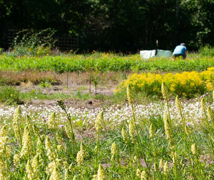 Streekplanten voor tuinen