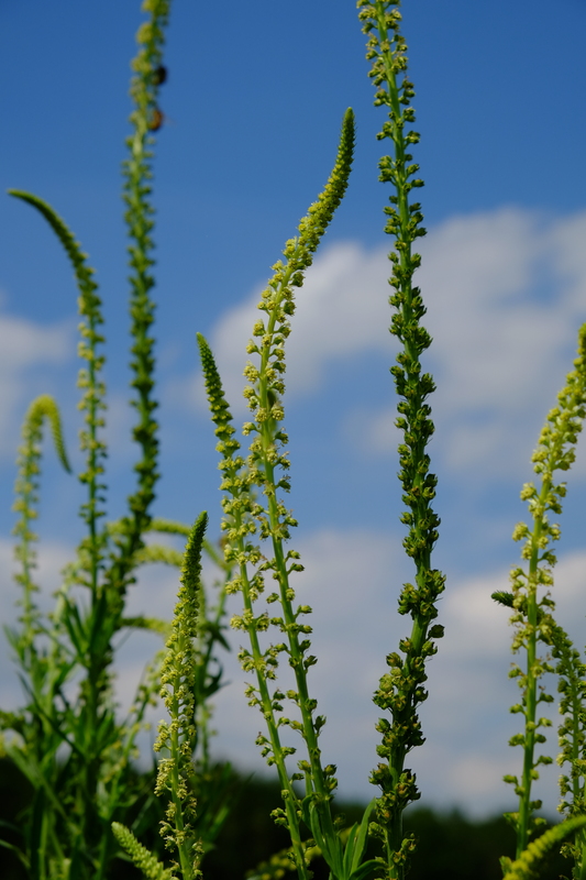 Wouw - Reseda luteola : Losse grammen