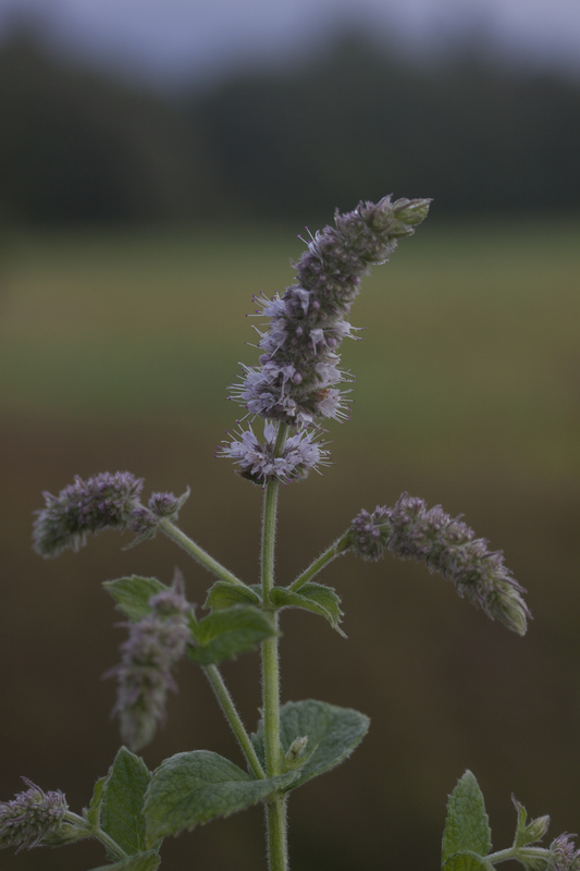 Hertsmunt - Mentha longifolia : Losse grammen