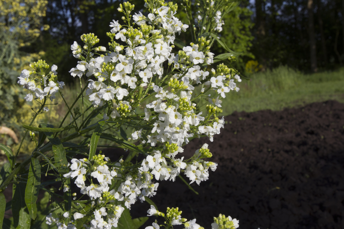 Mierikswortel - Armoracia rusticana : Plant in P9 pot