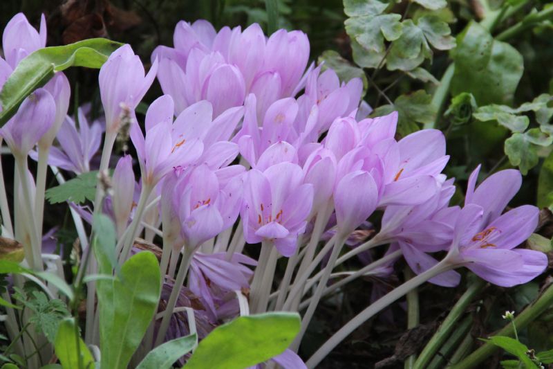 Droogbloeier - Colchicum byzantinum (syn Colchicum autumnale Major) : verpakking met 3 bollen