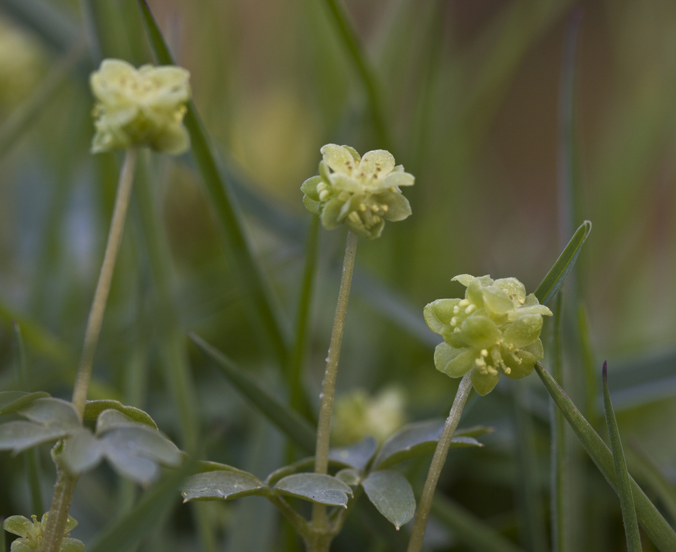 Muskuskruid - Adoxa moschatellina : Plant in P9 pot