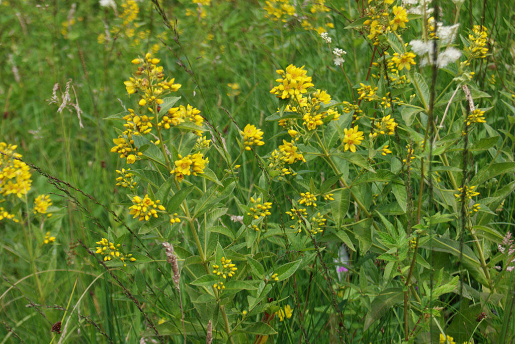 Grote wederik - Lysimachia vulgaris : Plant in P9 pot