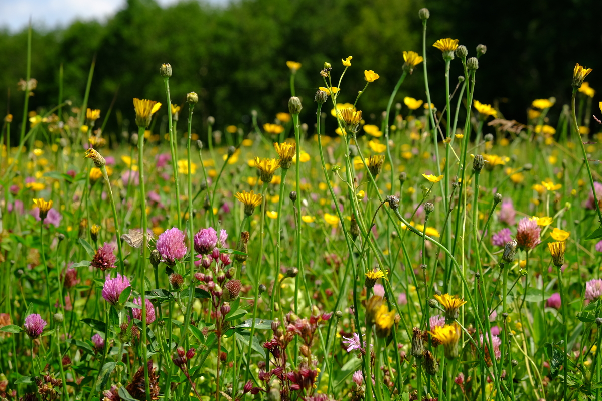 WV Weidevogelgeluk : Losse grammen