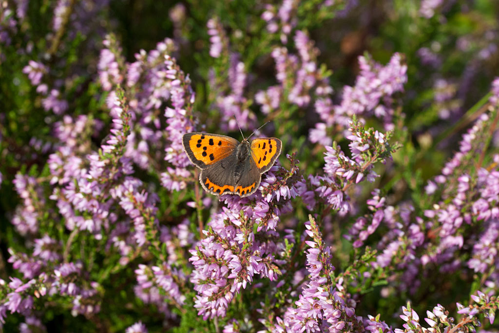 Struikhei - Calluna vulgaris : Losse grammen