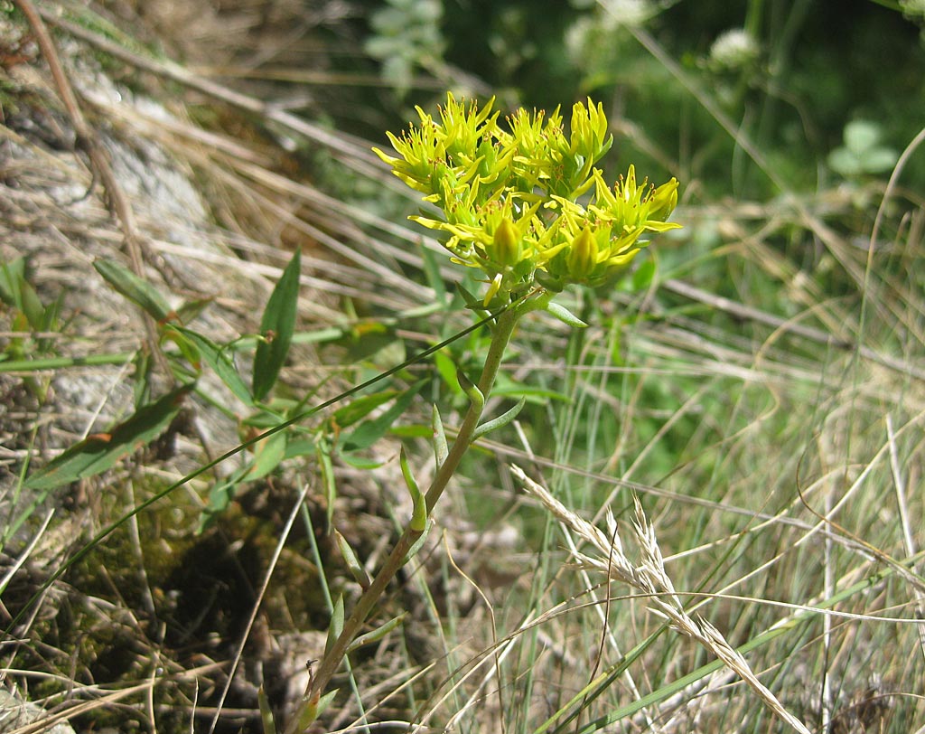 Tripmadam - Sedum rupestre : Plant in P9 pot