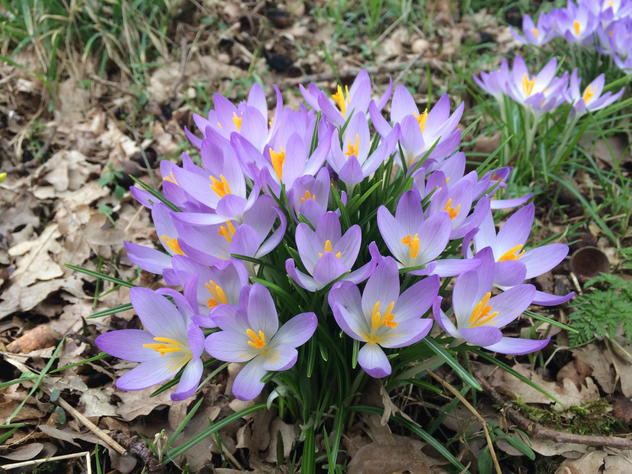 Boerenkrokus - Crocus tommasinianus : Verpakking met 25 bollen