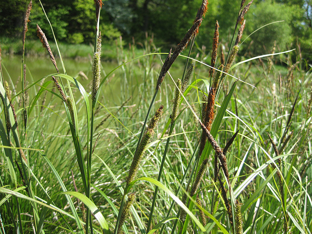 Oeverzegge - Carex riparia : Losse grammen