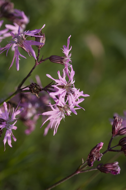 Echte koekoeksbloem - Silene flos-cuculi : Zakje