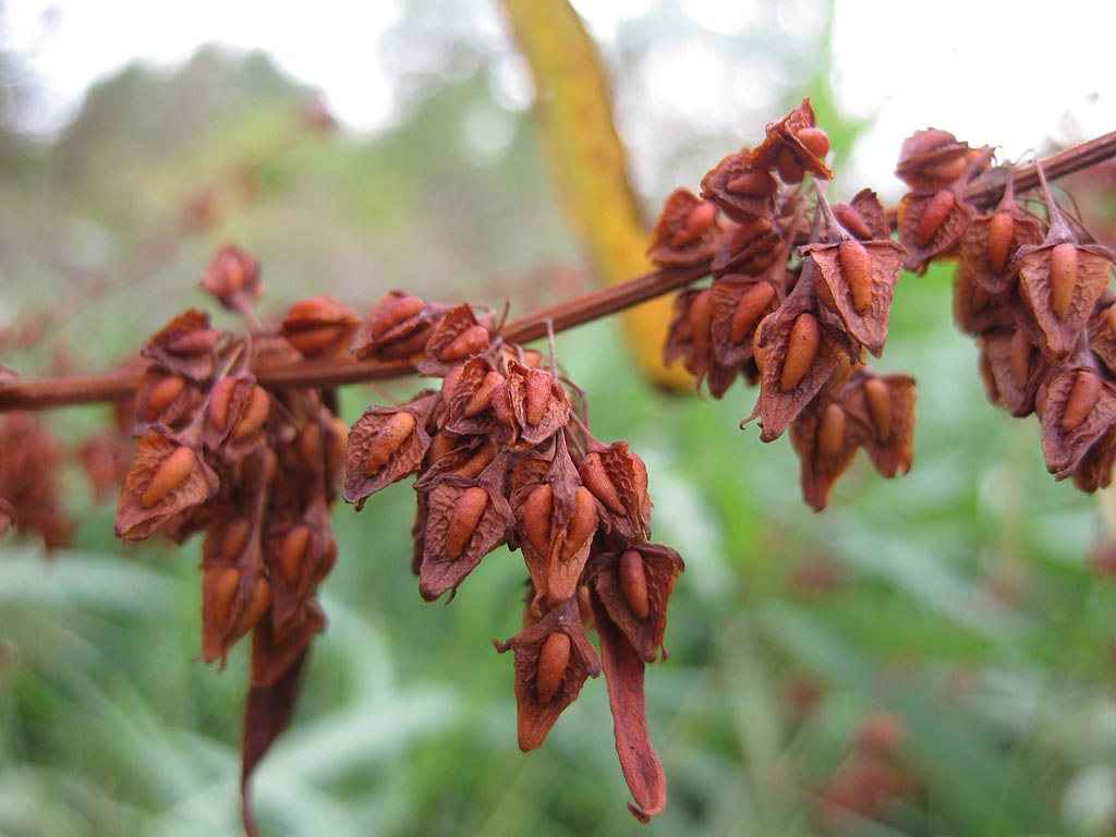 Waterzuring - Rumex hydrolapathum : Losse grammen