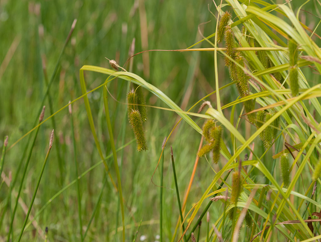 Hoge cyperzegge - Carex pseudocyperus : Losse grammen