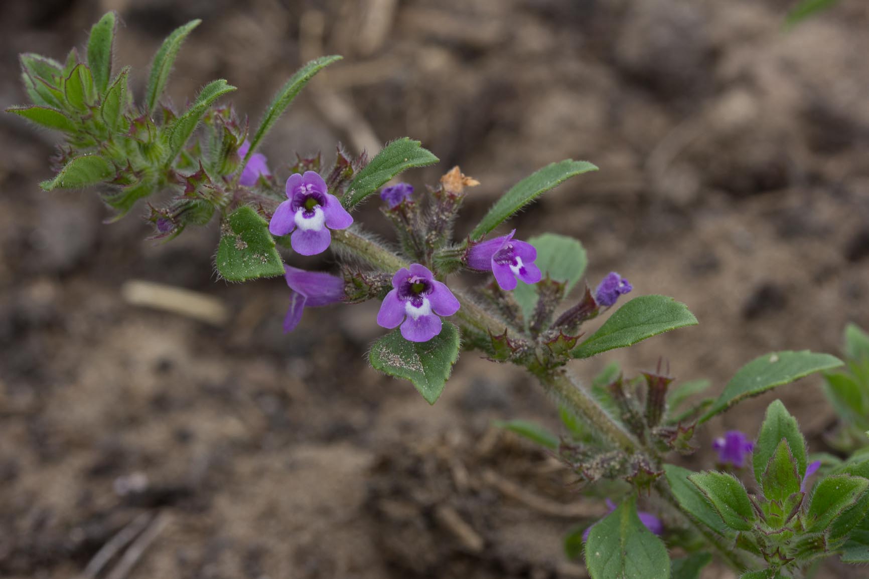 Kleine steentijm - Clinopodium acinos : Plant in P9 pot