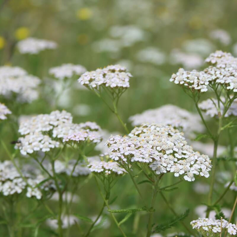 Duizendblad - Achillea millefolium : Plant in P9 pot