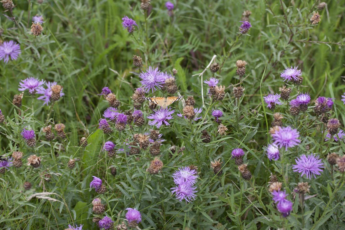 Knoopkruid - Centaurea jacea : Losse grammen