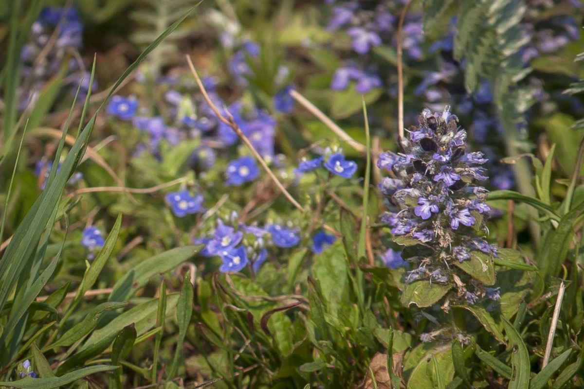 Kruipend zenegroen - Ajuga reptans : Losse grammen