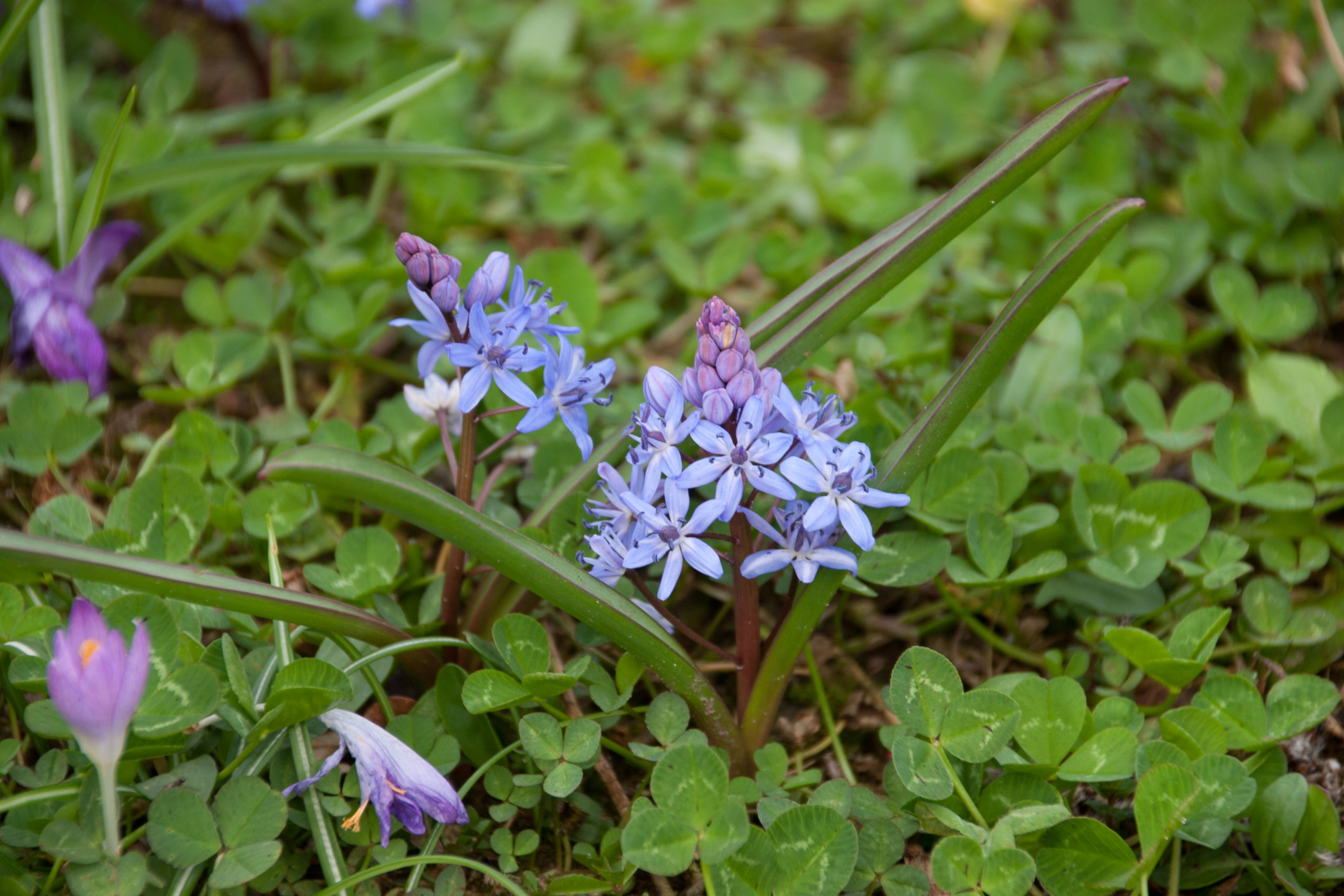 Vroege sterhyacint - Scilla bifolia : Verpakking met 25 bollen