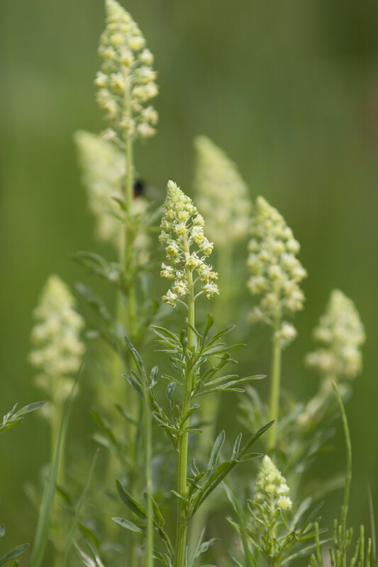 Wilde reseda - Reseda lutea : Zakje