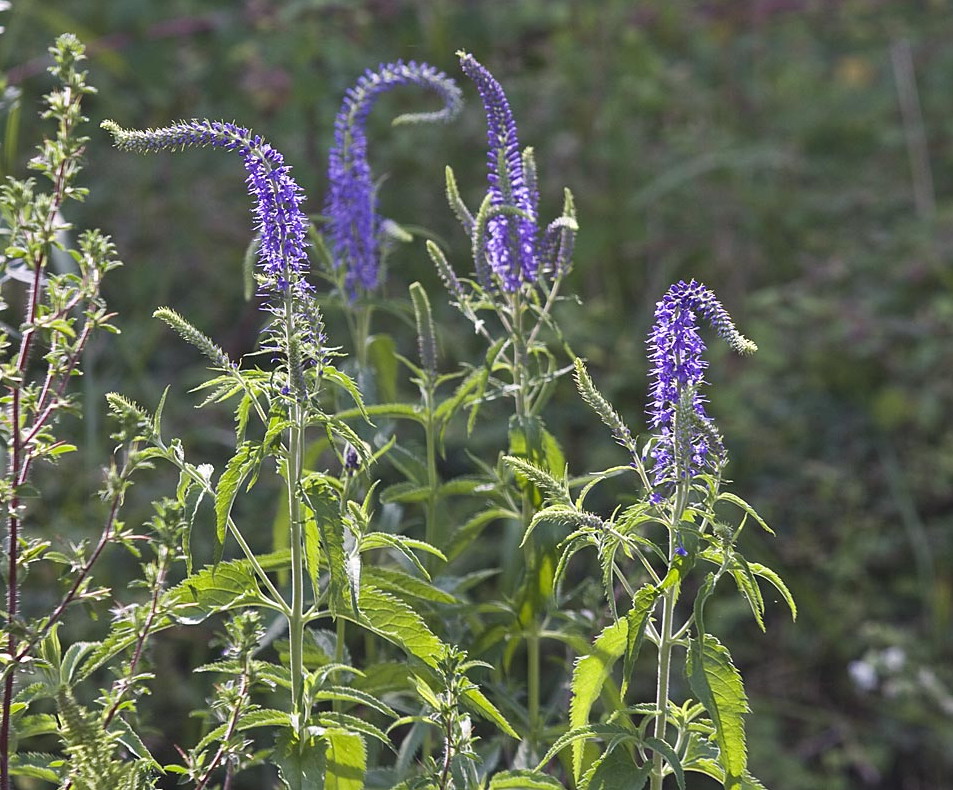 Lange ereprijs - Veronica longifolia : Plant in P9 pot