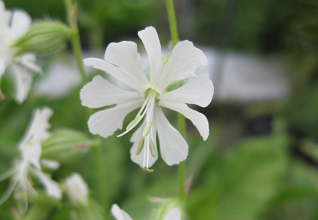 Gaffelsilene - Silene dichotoma : Zakje