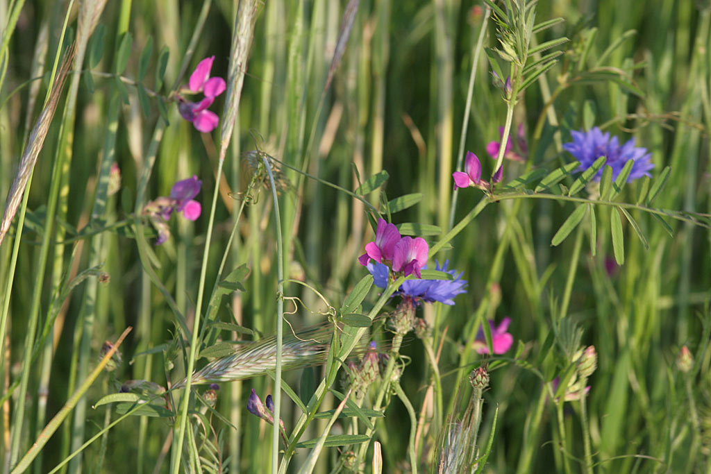 Smalle wikke - Vicia sativa subsp. angustifolia : Zakje